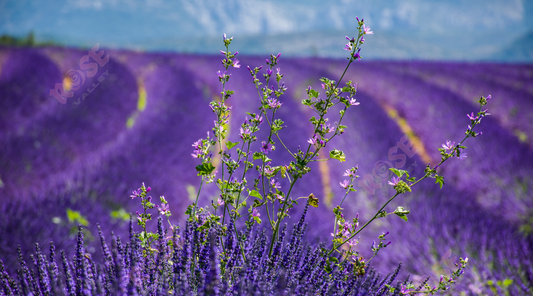 Lavender fields showcasing the source of Rose Valley's essential oil